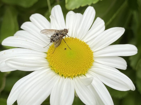 Photo of a brownish-gray fly on a Montauk daisy.