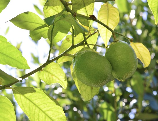 This is a photograph of lemon tree with two green fruits and yellow-green leaves.