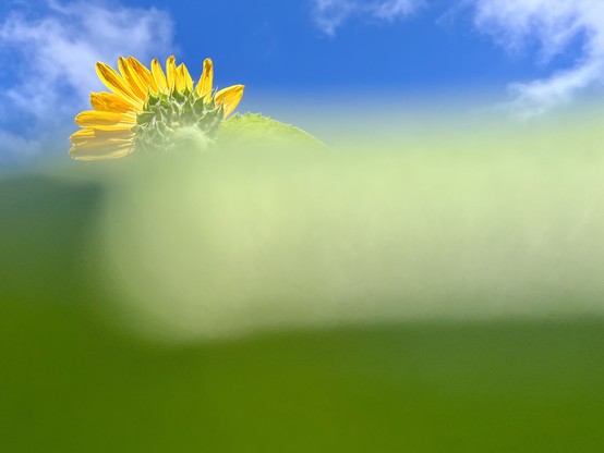 The top of a sunflower seen from behind like a rising sun over a horizontal blur of foreground greenery. A slash of blue sky provides background.