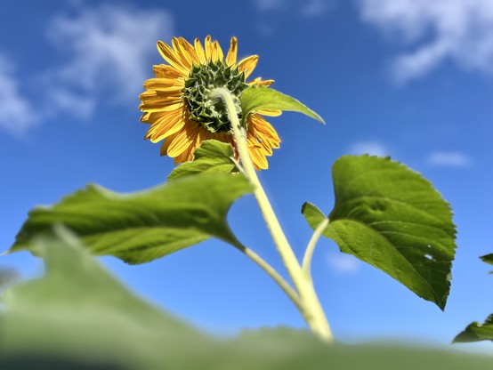 A fat sunflower and two broad green leaves seen from behind against a bright blue sky with starburst-like clouds.
