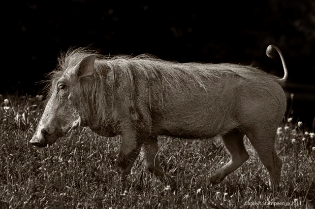 A warthog in profile, facing left. It's standing in grass and its tail is raised and is moving back and forth.  The image is sepia-toned.