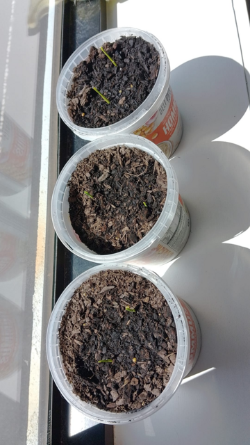 Three pots with two little green seedlings popping up in each