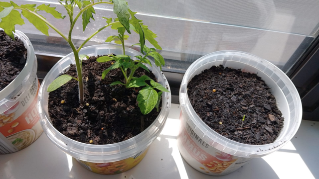 Three pots. One pot has two tomato plants growing and one pot has a tiny green seedling coming up.
