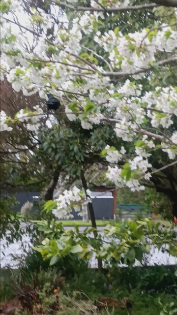 A flowering cherry tree with white blossoms and a tūī (medium sized shiny black, 
blue, vaguely green bird with a white neck frilly feathery plume) enjoying a feast on the nectar