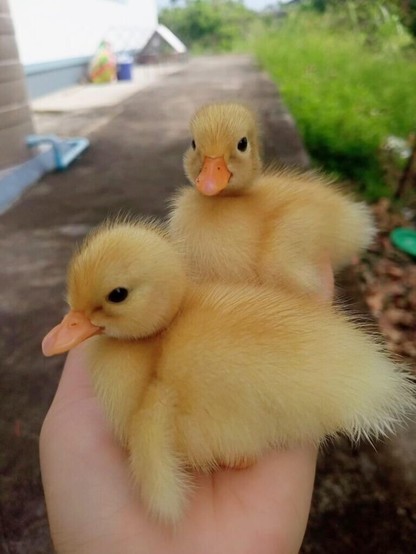 My little ducklings 🐥 Quack quack 🦆