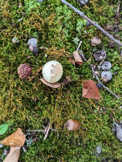 Countably, there's a small mushroom ball cap just over an inch in diameter kissed by a beech leaf south, a few now-brown acorns with caps, twigs, acorn husks and a shrivelling gall to the mushrooms 9 o'clock.  The floor is a lush bed of different mosses in varying greens and kinds