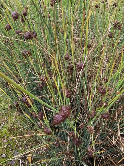 What are these brown jelly-like sacs approximately 0.5"-1" attached to the tall grass in my garden?