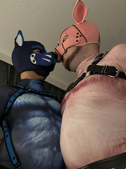 Dog and pig booping snoots