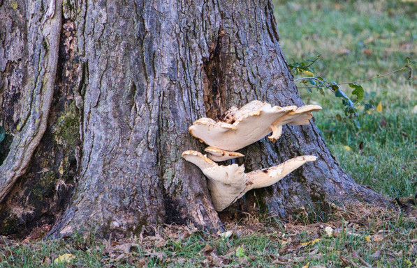 two beige shelf fungi growing out of a cracked tree bole