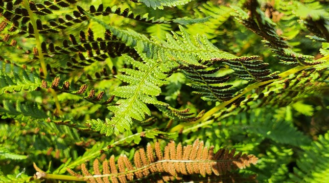 A tangle of ferns. The ferns are like huge feathers -- bright jade green and almost looking hard and scaly on top, with a texture like green snakeskin. Underneath, they are velvety with spore cases, hundreds of tiny, red-brown dots on every centimeter of surface. The fronds arch and curve elegantly, like the arms of dancers holding a pose. Their curves reveal the tops and undersides at the same time.