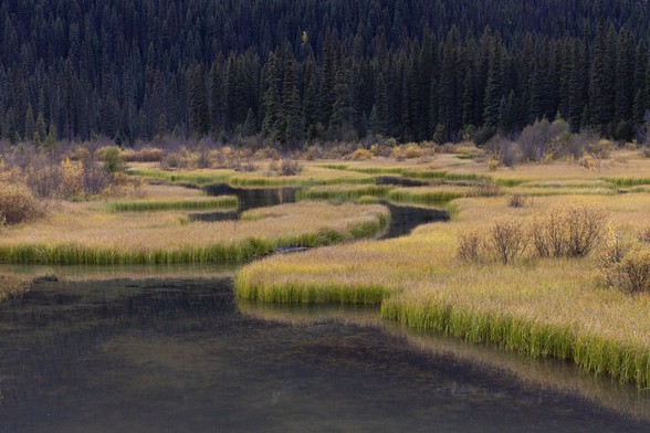 A marsh with grasses growing in and around it. The foreground is water and the background is evergreen trees.