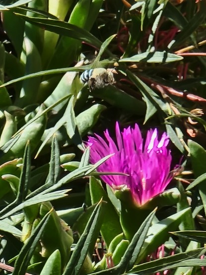 A blue banded bee hovers above the flower of an Australian native pigface.