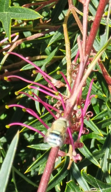 A (poorly focussed) image of a blue banded bee feeding on the flower of a grevillea