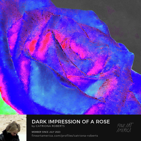Digital image featuring an artistic interpretation of a Rose close up in a myriad of colours.
