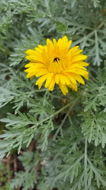 Fleurs jaune de mon jardin