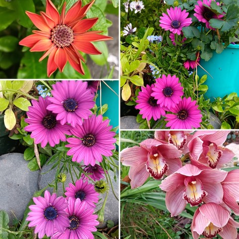 Four photos in a grid - pinky orange orchid,  two bright pink daisies and a burnt orange daisy I thought might have given up  (yay, it hasn't!)