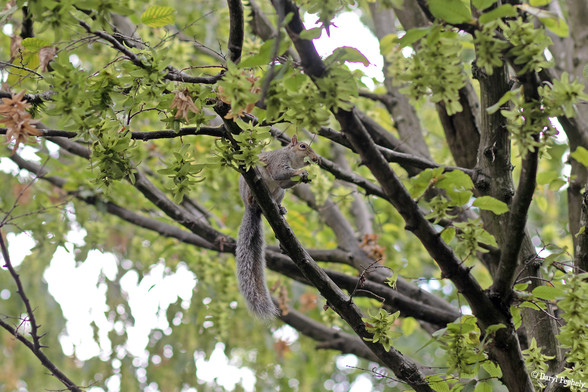 A squirrel on the tree branch, eating leaves