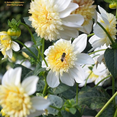 Pale-yellow dahlia flower with bee amongst further flowers of the same kind.
