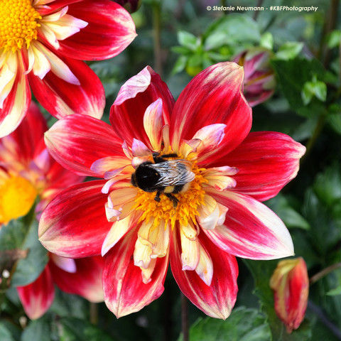 A close-up of a dahlia flower with red-and-offwhite petals and a bumblebee on the yellow stamens.
