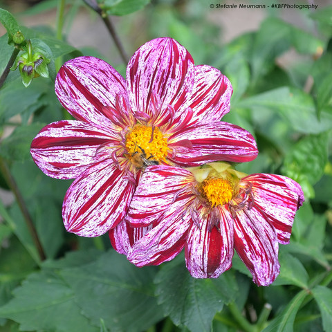 Two dahlia flowers in close-up, one fully open, one partially open. They have white-and-red petals and yellow stamens. A bee sits on the yellow stamen of the fully opened flower, partially covered by the petals of the partially opened flower.