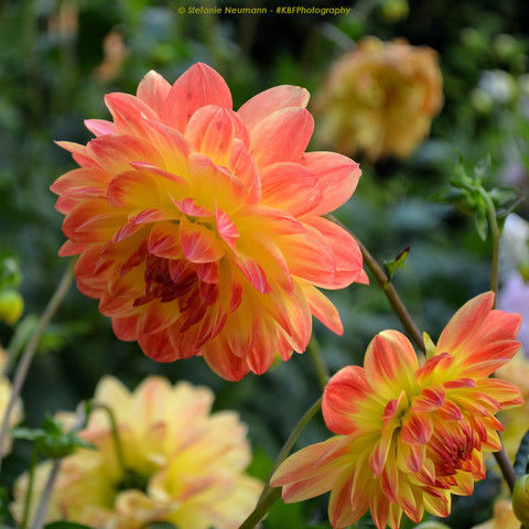 A pom-pom shaped dahlia flower in shades of orange, partially drenched in sunlight. Close-up.
