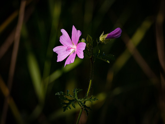 eine aufgeblühte pinkfarbene Blüte, rechts daneben ist noch eine geschlossene Blüte. Der Hintergrund ist dunkel mit ein paar grünen Grashalme.
