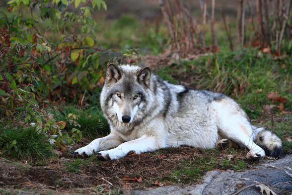 A picture of a wolf.