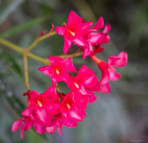 Close up of bright pink, star-shaped flowers.