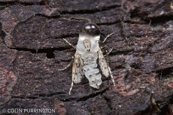 Photograph of a light-colored fly with a frosting-like glaze oozing from its thorax and abdomen, and a dark droplet of liquid enclosing its head.