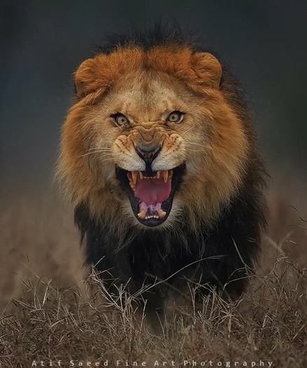 Lion befiore a Kill!