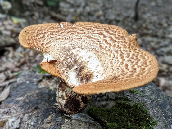 A darker dryad's saddle sticking up from a laid down hardwood tree whose bark has wicked away, roughly 10" (ten inches) in size.  It sort of has the shape of a funnel that goes 3/4's the way around, much like an elephant ear, and the texture on the cap reminds of a sourdough crust or pancakes in its striations