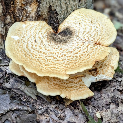 Another complex of dryad's saddle, now two stacked on top of one another, each roughly 14" wide, stick out from the base of a standing dead hardwood trunk.  These are lighter in color to the first one captioned, the bottom having what looks like a large bite taken from it.