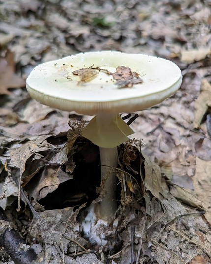 A false death cap punches up through the thick dead leaves. The cap is flat with some leftover puncture still settled there, while it's annulus posts with a weighty drape high upon the stipe