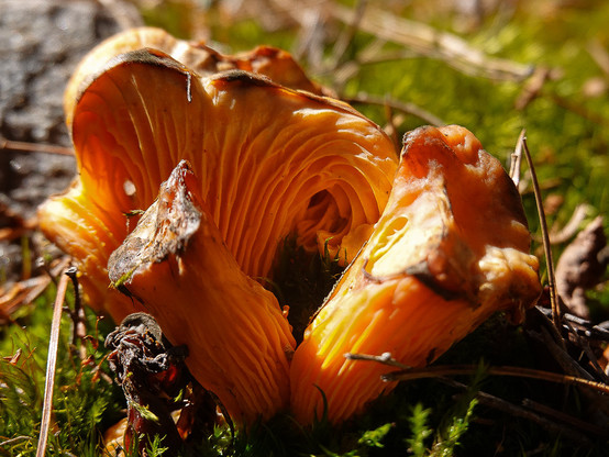 an orange colored mushroom splits open to reveal whorls of growth