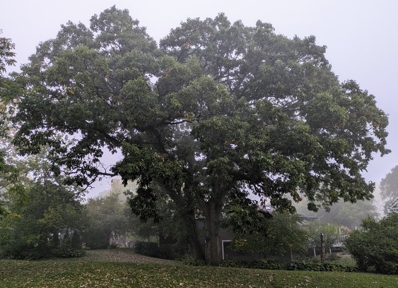 A large, old oak tree on a foggy day.