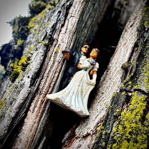 A small toy Latine couple in fancy/wedding dressâ€”one in a black suit, holding a hat, the other in a long white dress. The toy is wedged in a hollow of a tree by the wide bottom of the dress. The figure in the suit stands behind, arms around the other. The tree has rough bark and moss.