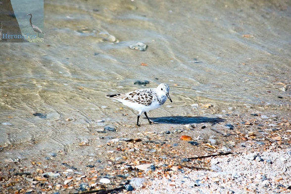 A photograph of a sandy beach with a white bird near the center of the frame. The beach has white sand and many broken pieces of shells. A wave of water is receding and the bird is standing just in front of the water. The bird is mostly white with brown patches on its wings, tail, the top of its head, and around its neck. Its short legs and long beak are black.