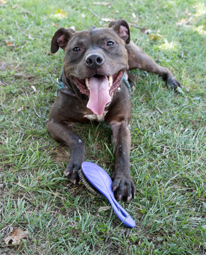 Beautiful dog, black pittie, with a big smile lying in the grass with a hairbrush.