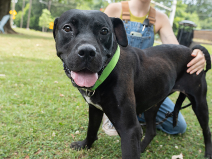 Beautiful dog, mostly black with white chest, with person at the park.