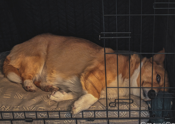 moxxi the corgi is sleeping in her crate. the door is open and her right paw is dangling a bit. her head is resting on a plush toy and she has one eye open. she's not sorry.