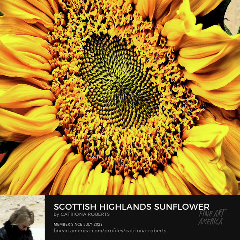 Digital image featuring an artistic interpretation of a Sunflower close up.