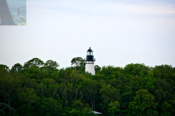 A photograph of a forest of trees with a white tower with a black top with a clear, glass window around the tower capped with a black dome and spike.