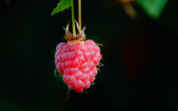 close-up photo of a raspberry