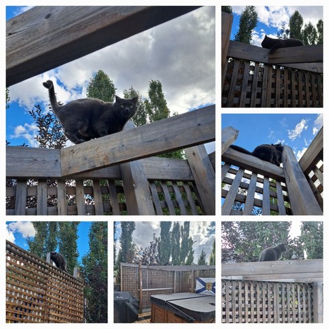 Collage of images of cat perched on a hot tub privacy screen