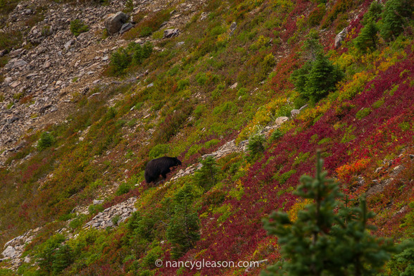 A black bear is foraging for berries on a talus slope hillside covered in low shrubs with a few small trees. The low shrubs range in fall colors from deep red and bright orageg, to some pale yellow and light green. The short trees are are all dark green.