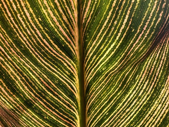 Backlit closeup of a canna leaf, looking like a glowing red/yellow/green feather.
