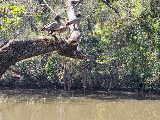 Three ducks on a tree above a river
