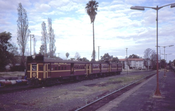 Three CPH railmotors in Indian red livery sit in a siding in a railway yard.  The photo is taken from a railway platform and there is a gap of about two or three track widths to the track on which the railmotors are standing.  Behind the railmotors is an extremely tall slender palm tree that reaches high into the sky with a smallish canopy of fronds.