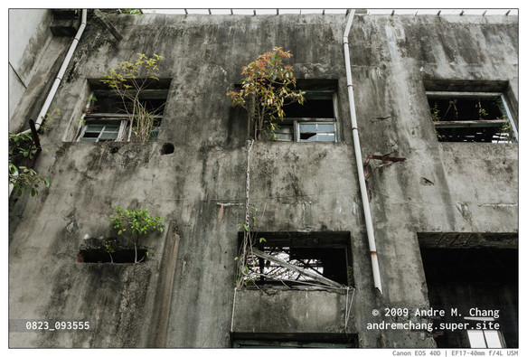 A view of trees growing through the broken windows of an abandoned factory in Hualien, Taiwan.