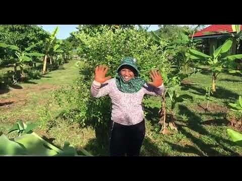 BANANA TREES | Plant Once and Harvest Forever!